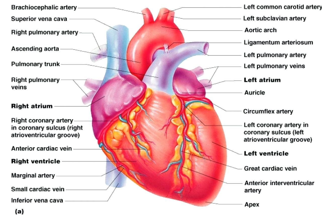 This image is a labeled diagram of the human heart and its arteries, showing the superior vena cava, right pulmonary artery, ascending aorta, pulmonary trunk, right pulmonary veins, right atrium, right coronary artery, anterior cardiac vein, marginal artery, small cardiac vein, inferior vena cava, apex, great cardiac vein, anterior interventricular artery, left ventricle, circumflex artery, left coronary artery, left atrium, left pulmonary veins, left pulmonary artery, ligamentum arteriosum, aortic arch, left subclavian artery, left common carotid artery, and brachiocephalic artery.