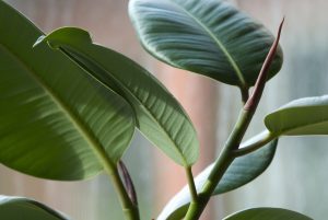 A close-up image of a Fiddle Leaf Fig plant, which is a beautiful indoor plant that can be a good investment.