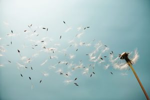 A dandelion flower is dispersing its seeds into the wind against a pale blue background.