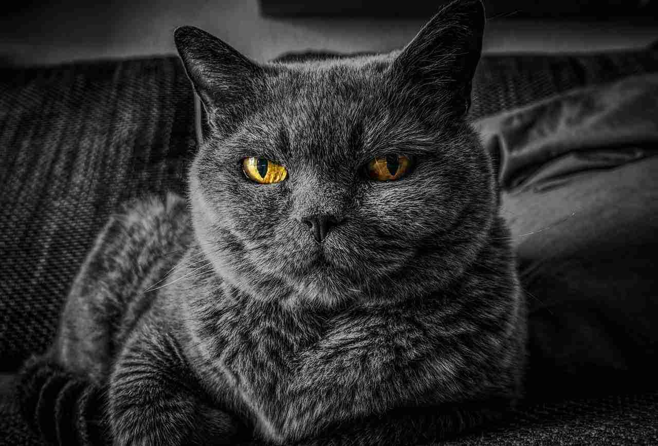 A gray cat is sitting on a couch looking at the camera with its yellow eyes; the image represents the search query 'How to view private WhatsApp profile pictures'.