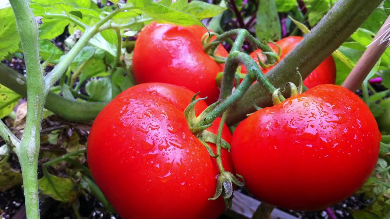 A close-up image of ripe tomatoes on the vine, with green leaves in the background, representing the search query 'Tips for successful vegetable gardening'.