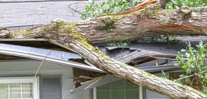 Tree falls house if homeowners insurance know trees