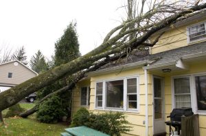 Fallen trees tree cover homeowners insurance